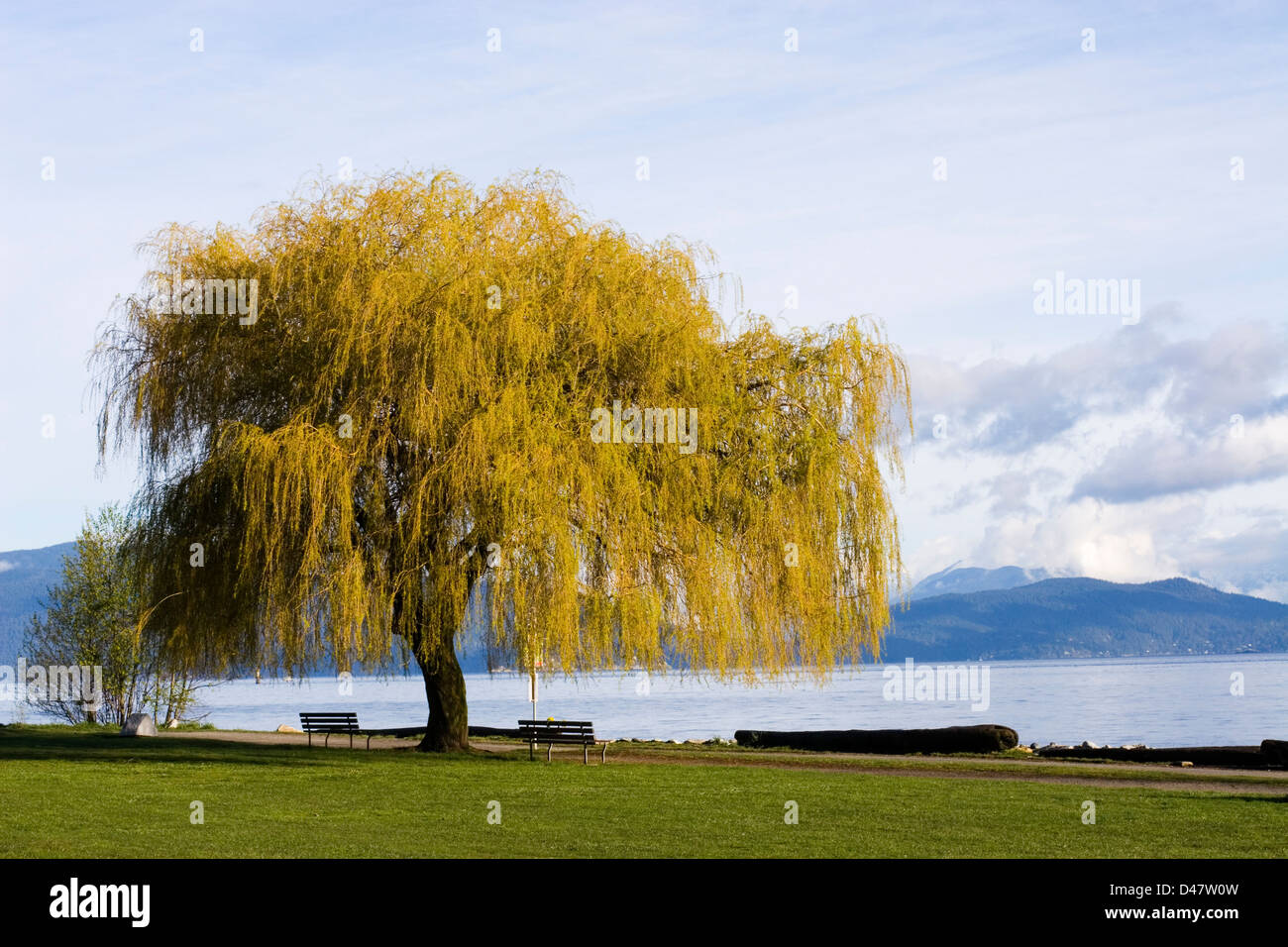 Seul arbre et bancs sur la mer. Banque D'Images