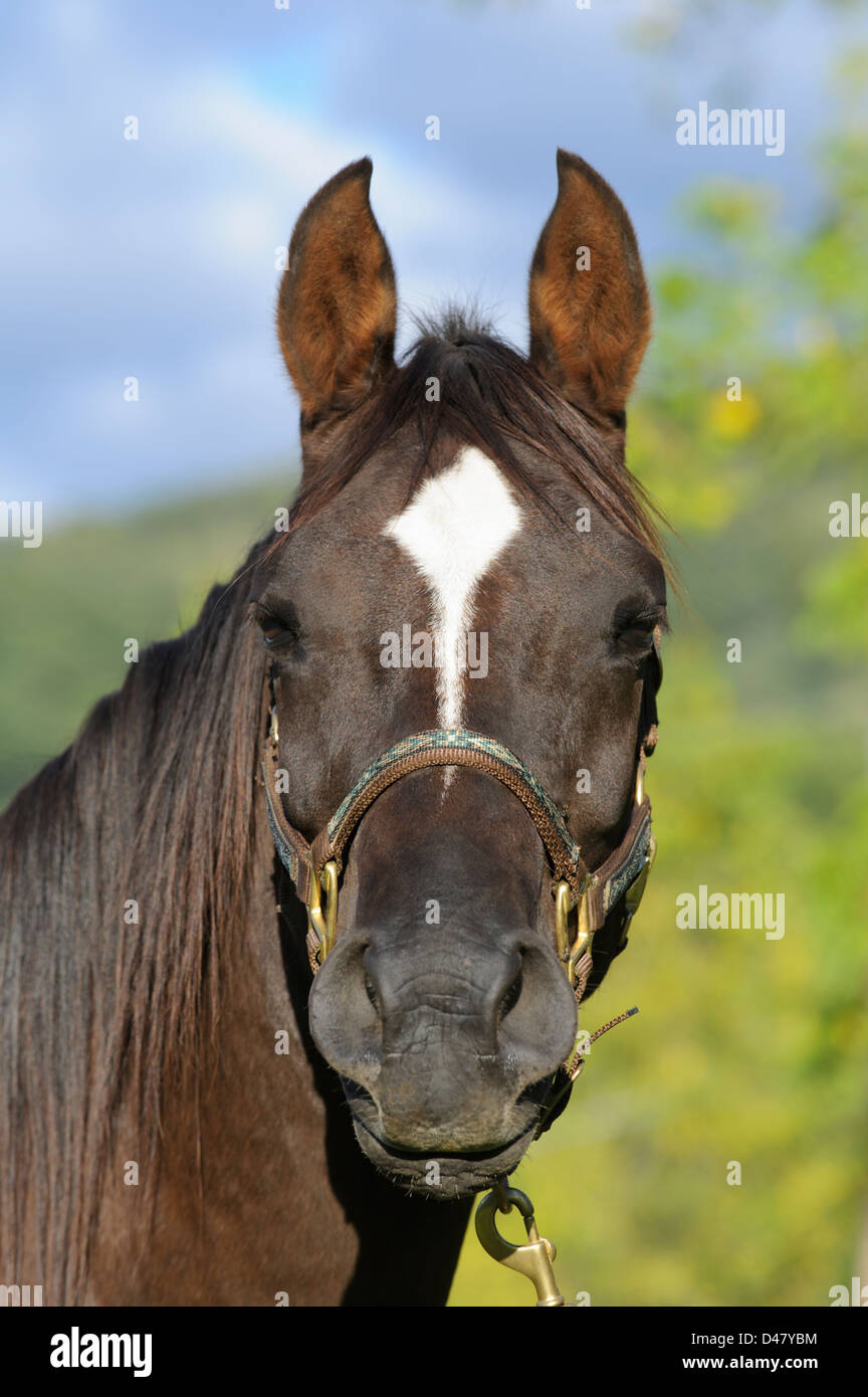 Tête De Cheval Cloutée En Cuir Noir – Motif Nuit étoilée Avec Rênes Assorties