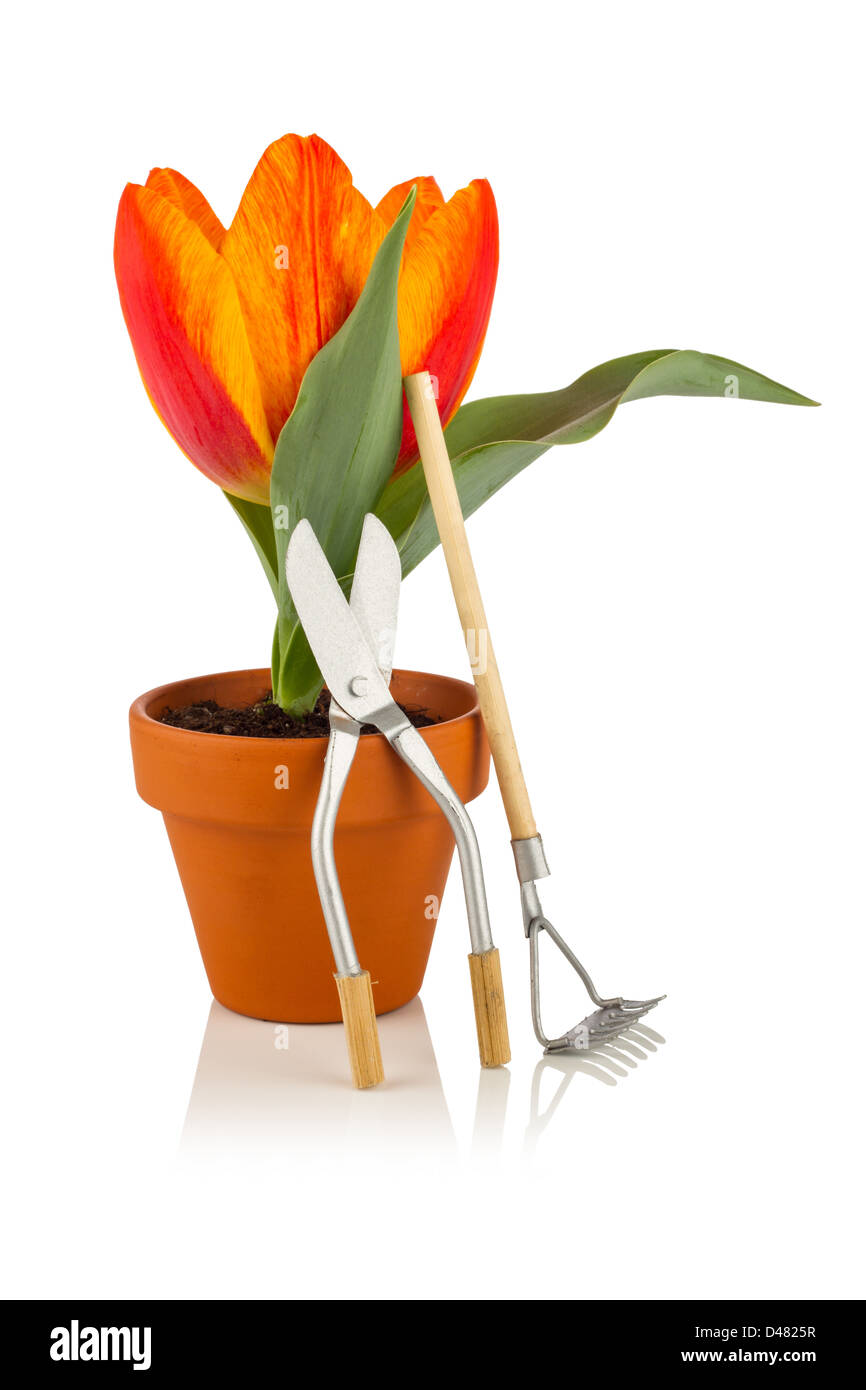Tulip avec outils de jardin Banque D'Images