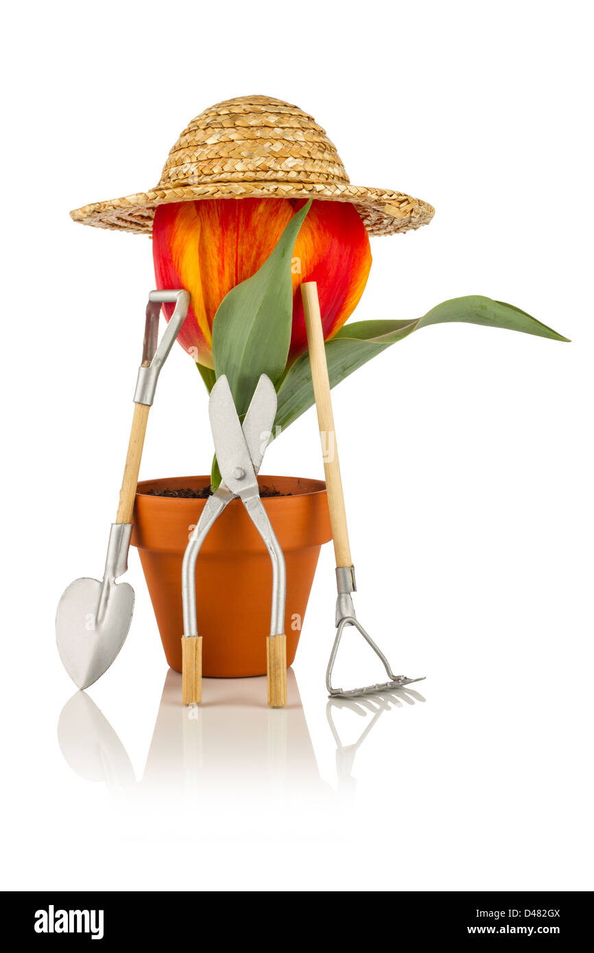 Tulip avec chapeau de paille et outils de jardin Banque D'Images