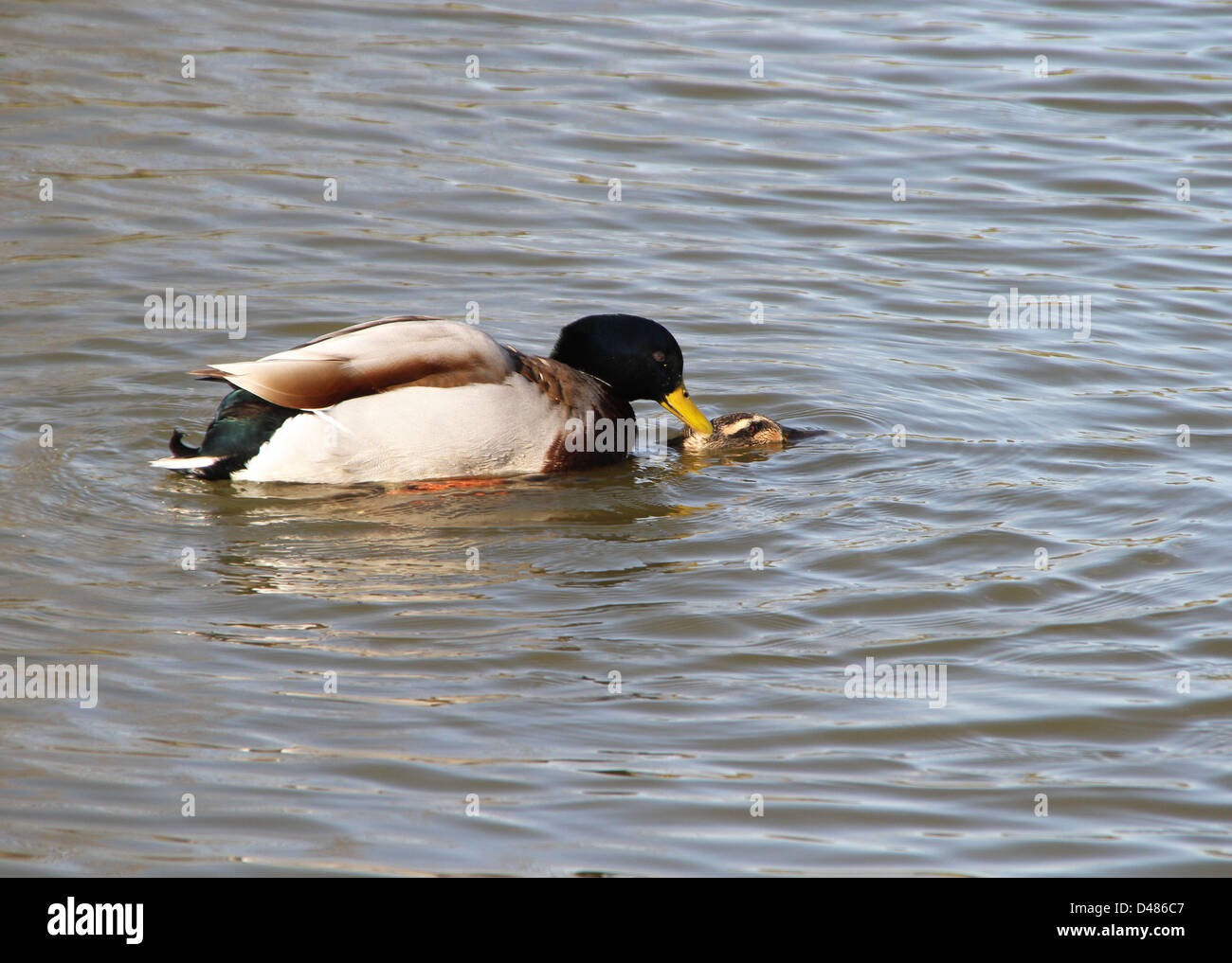 Les canards colverts l'accouplement dans l'eau. Banque D'Images