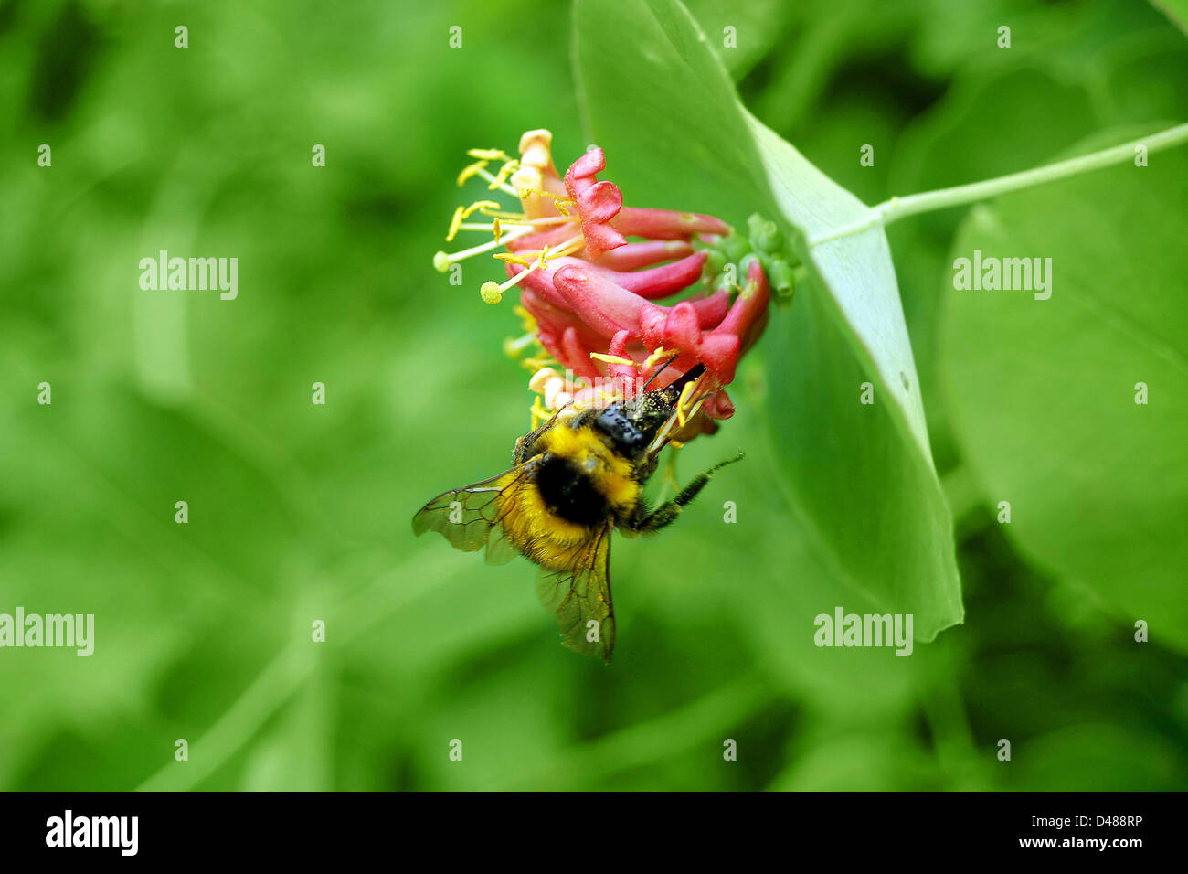 Gros Bourdon s'asseoir sur la fleur Banque D'Images