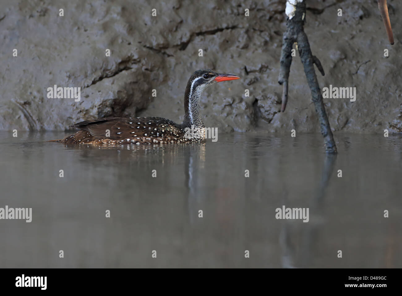 African Finfoot Podica senegalensis) ( Banque D'Images