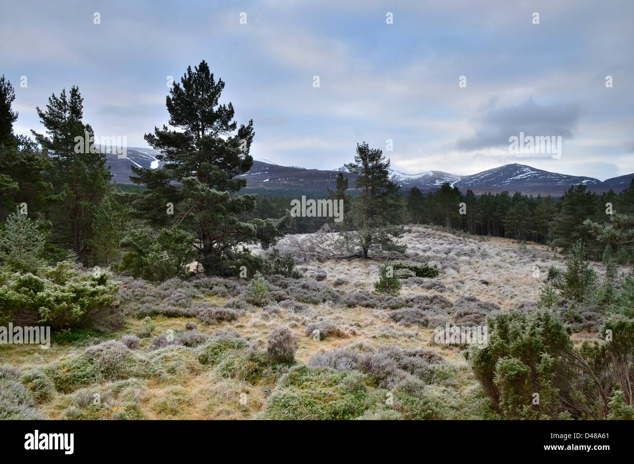Vue depuis l'ancienne forêt près de Glenmore à Aviemore dans les Highlands écossais, UK Banque D'Images