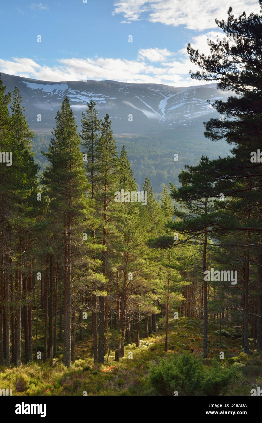 Forêt près de Glenmore à Aviemore dans le Parc National des Caringorms, Ecosse, Royaume-Uni Banque D'Images