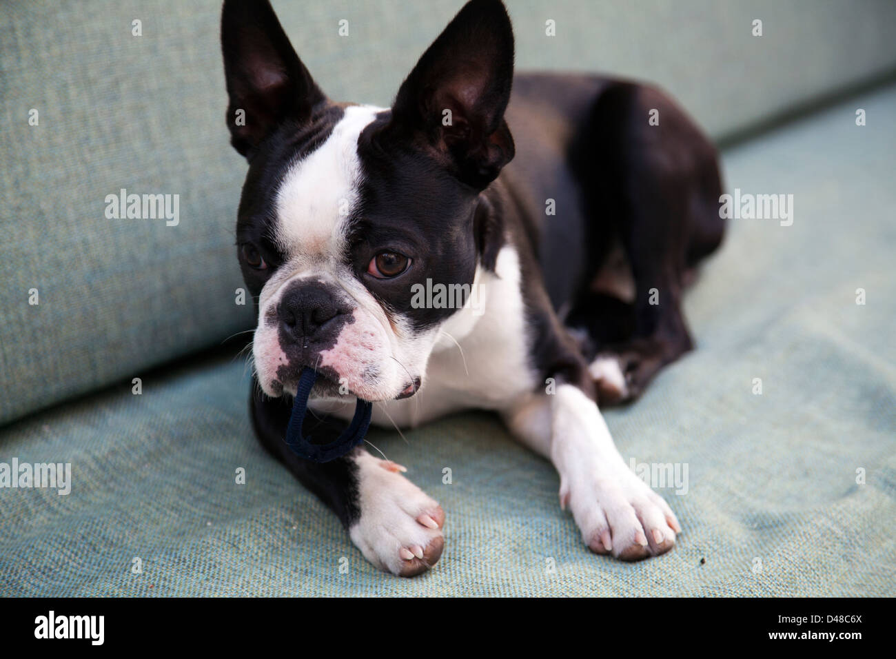 Boston terrier on couch Banque D'Images