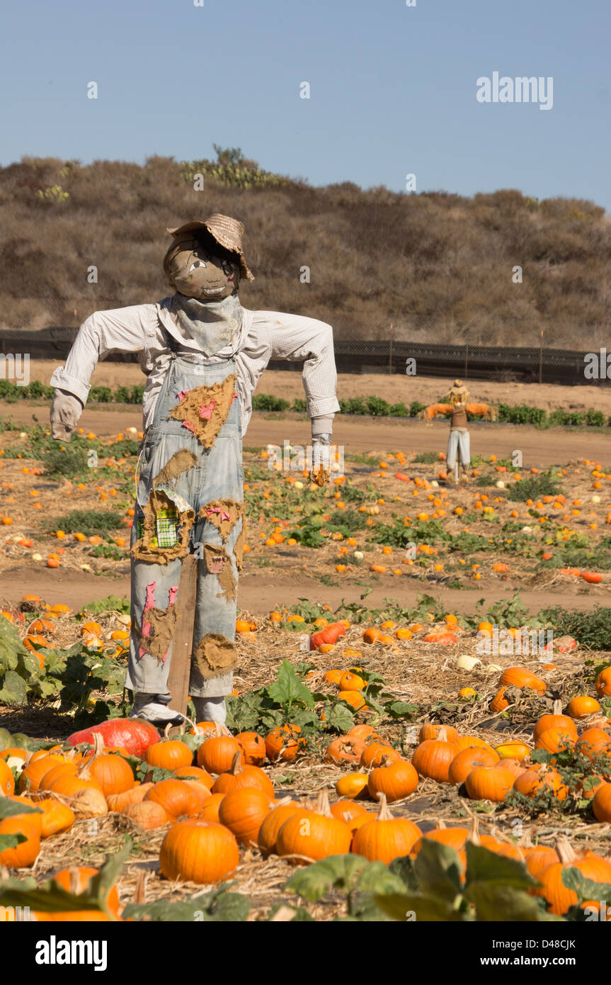 La garde de l'épouvantail à Pumpkin Patch Banque D'Images