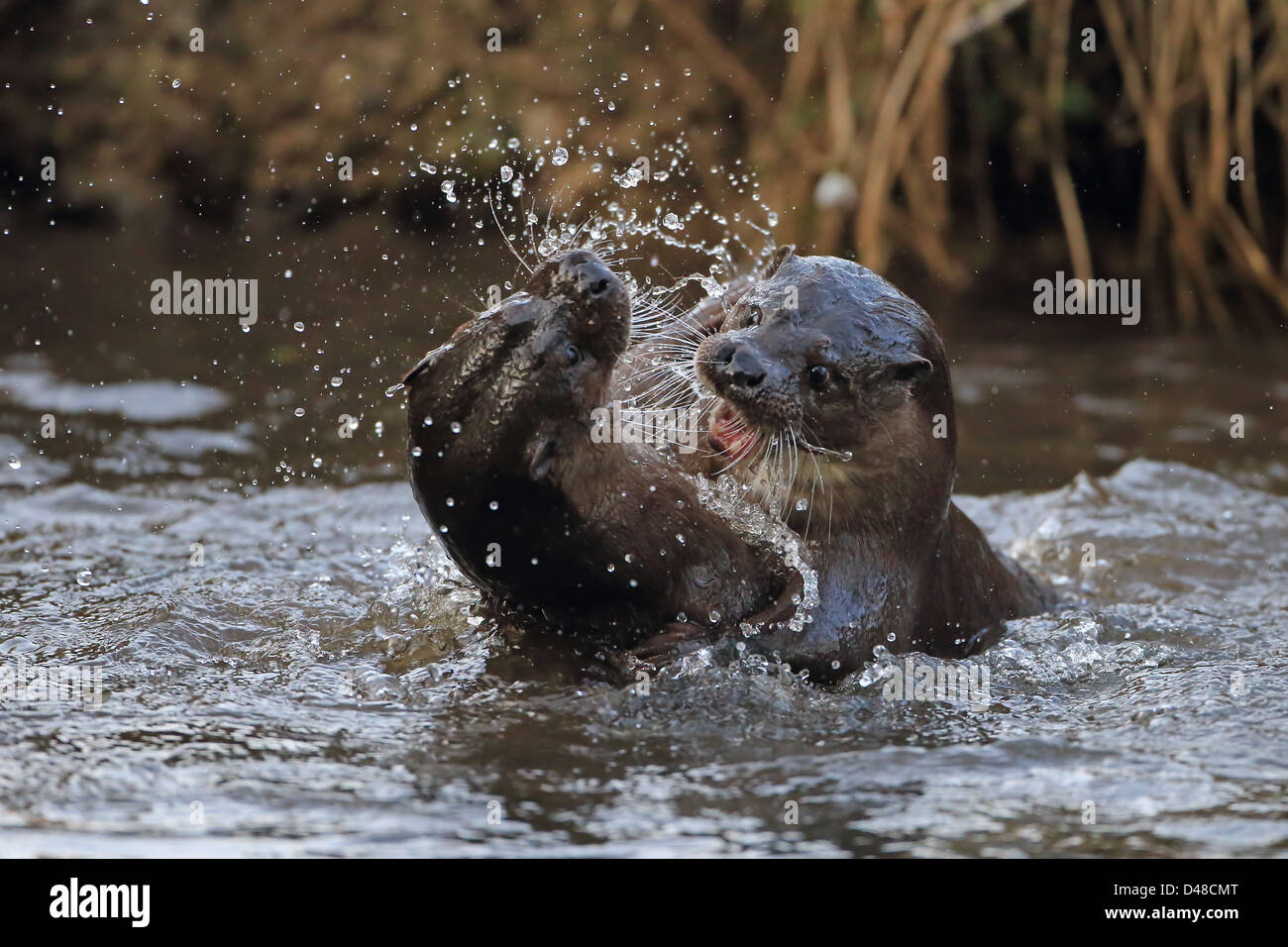 La loutre (Lutra lutra) Banque D'Images