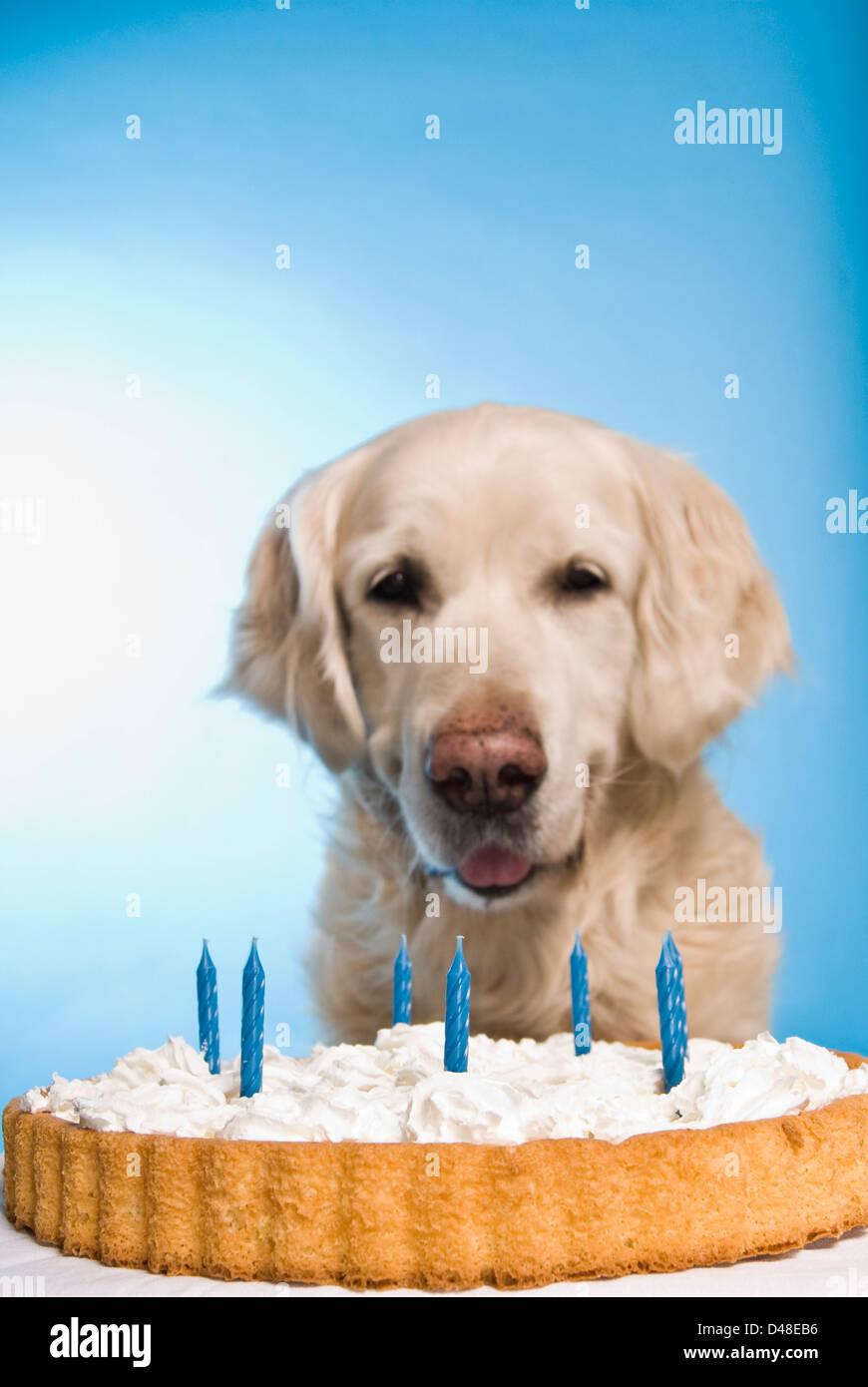 Golden Retriever Dog Avec Un Gateau D Anniversaire Photo Stock Alamy Golden Retriever Dog Avec Un Gateau D Anniversaire Photo Stock Alamy