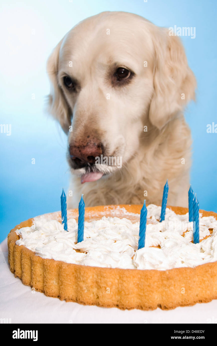 Chien Mange Un Gateau Banque D Image Et Photos Alamy Chien Mange Un Gateau Banque D Image Et Photos Alamy