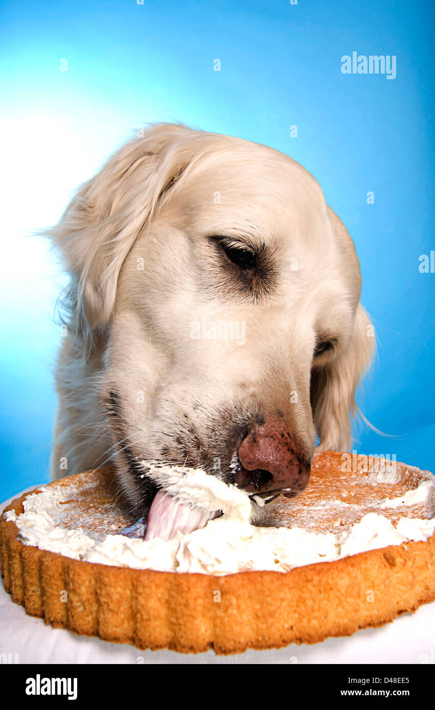 Golden Retriever Dog Manger Un Gateau D Anniversaire Photo Stock Alamy