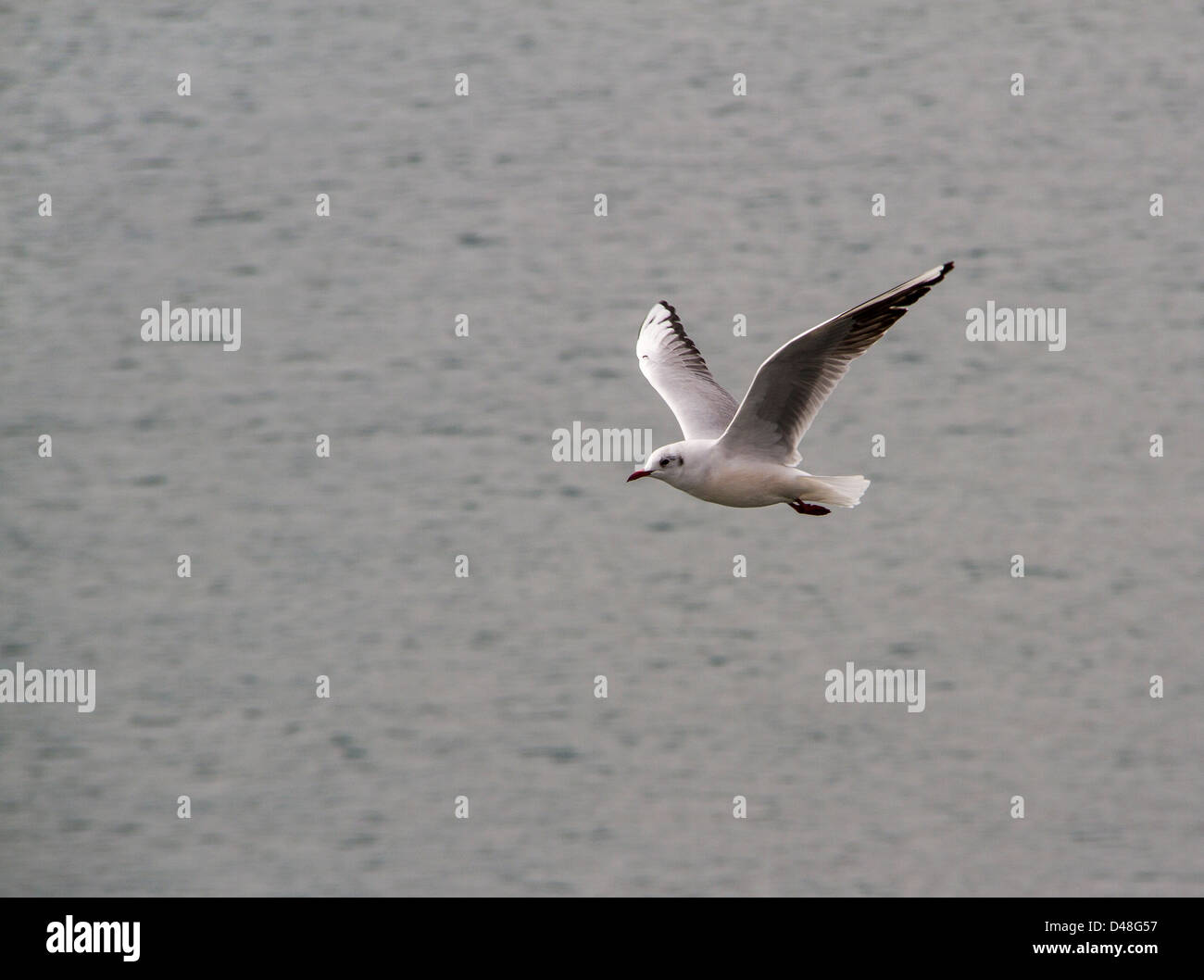 Mouette Banque D'Images