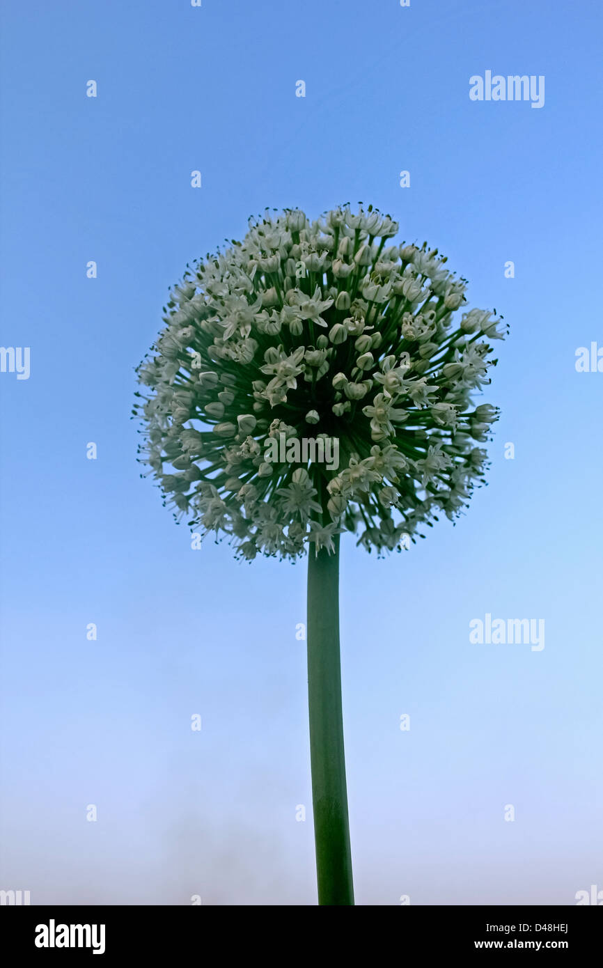 Fleurs de l'oignon, Allium cepa, Inde Banque D'Images