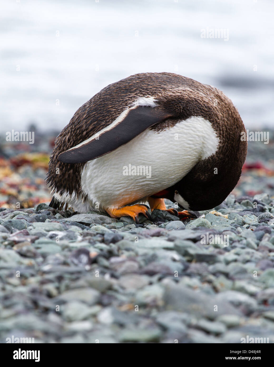 Penguin se lisser ou peut-être bénéficiant d'une vue exceptionnelle ! L'antarctique Banque D'Images