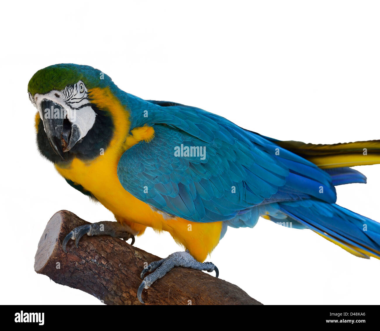 Blue Parrot Macaw colorés sur fond blanc Banque D'Images