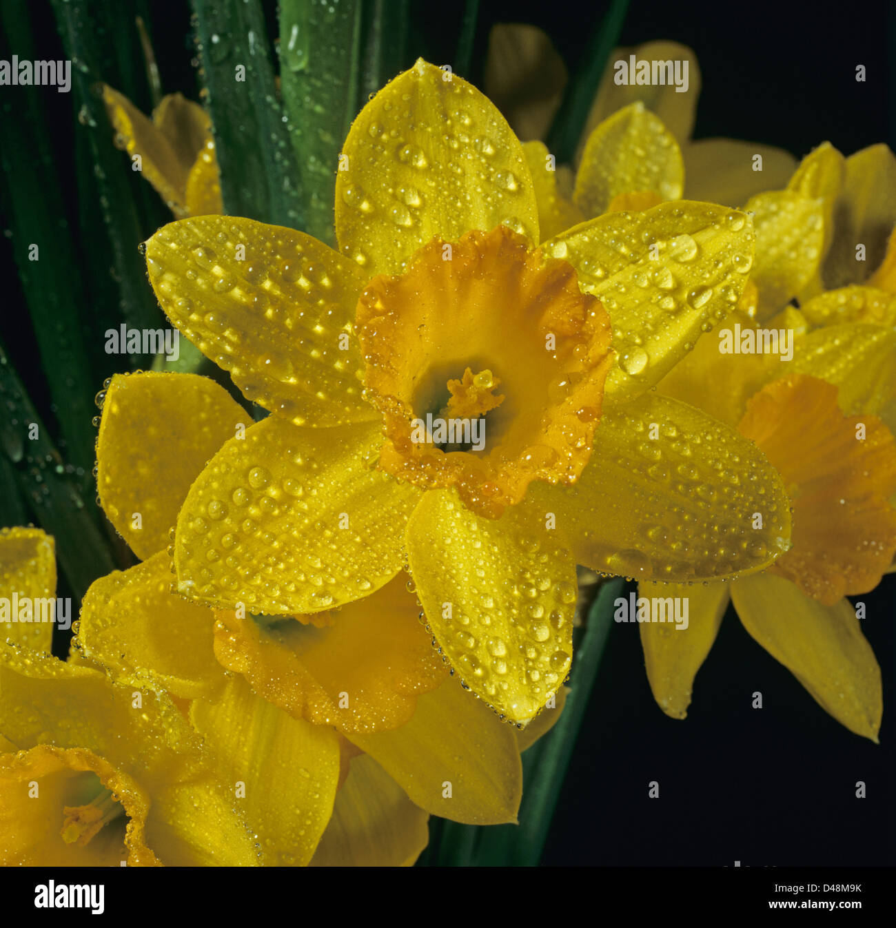 Les gouttelettes d'eau rosée sur un jaune jonquille, Narcisse, fleur Banque D'Images