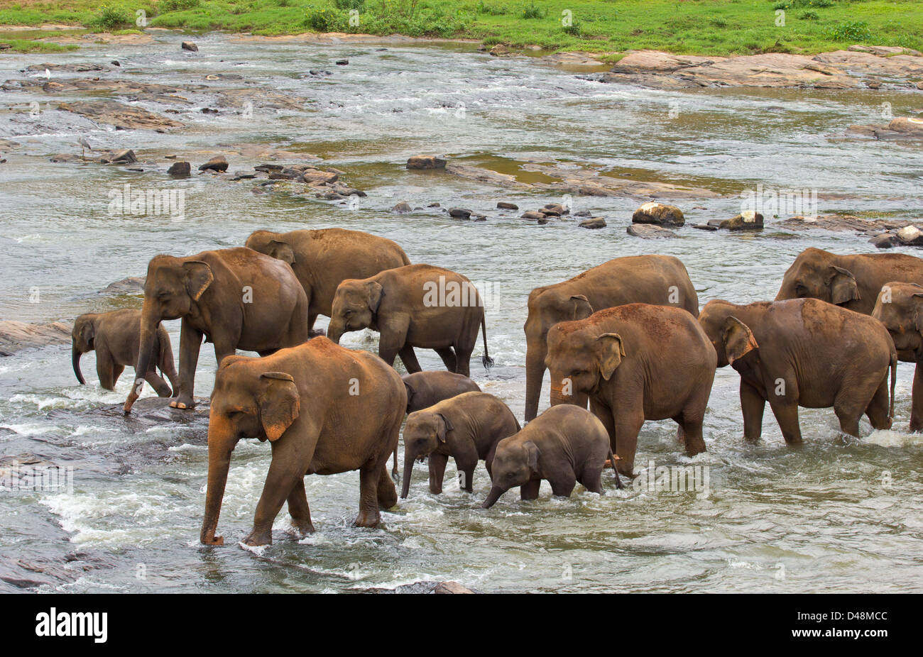 Grand éléphant indien (Elephas maximus indicus) troupeau avec de jeunes veaux traversant une rivière Banque D'Images