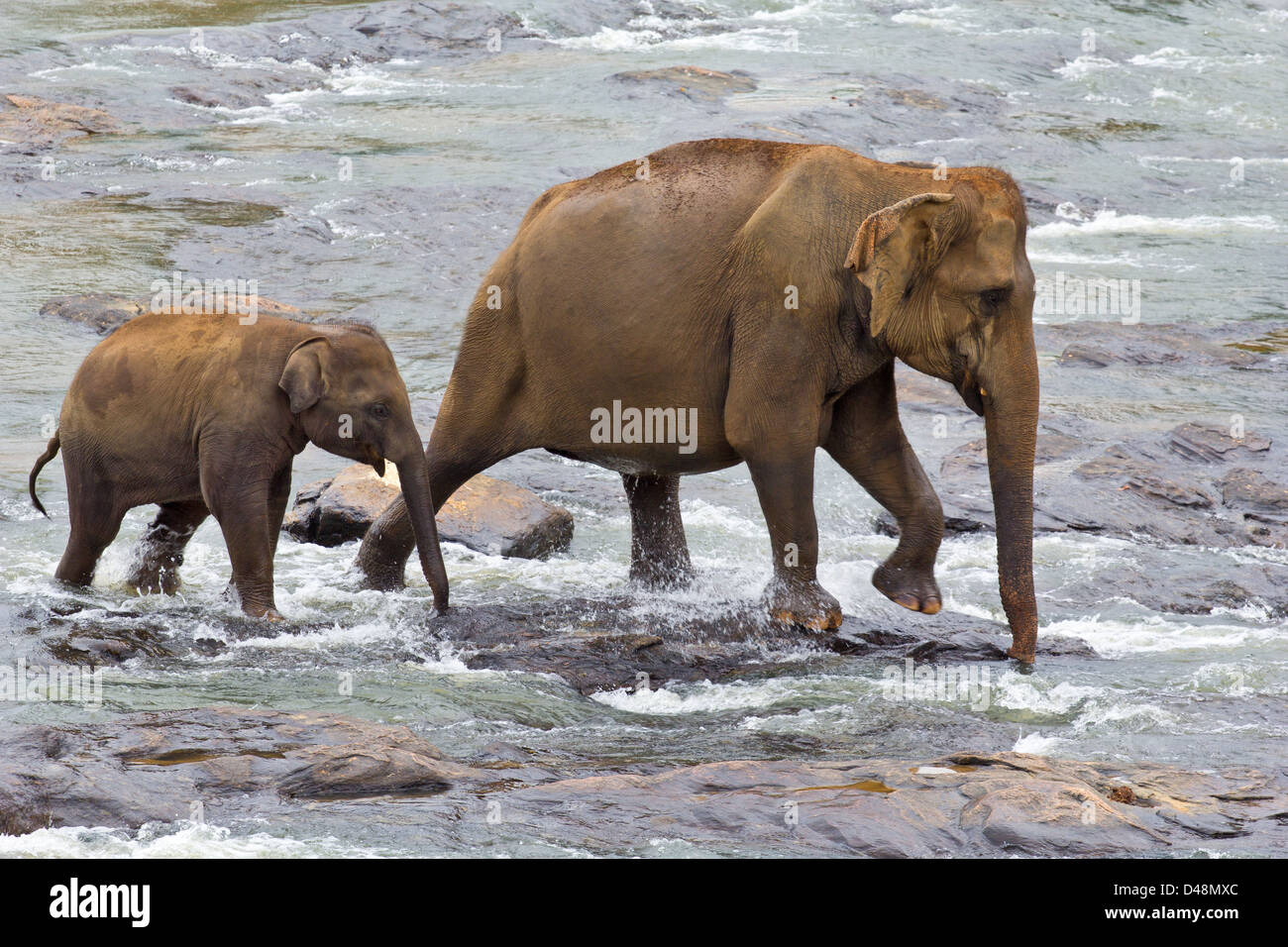 L'éléphant indien féminin (Elephas maximus indicus) et à travers une rivière à gué Banque D'Images