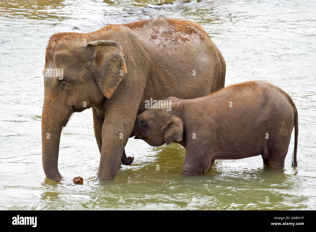 L'éléphant indien féminin (Elephas maximus indicus) AVEC UN JEUNE VEAU À PROPOS DE TÉTER Banque D'Images