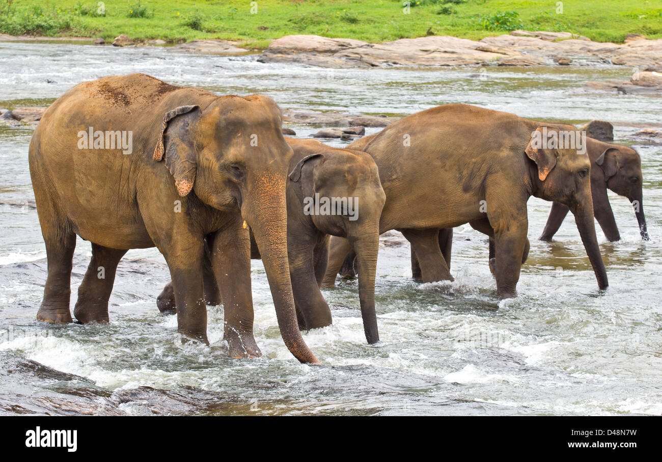 Troupeau d'éléphants indiens (Elephas maximus indicus) DANS UNE LIGNE ET traversant une rivière Banque D'Images