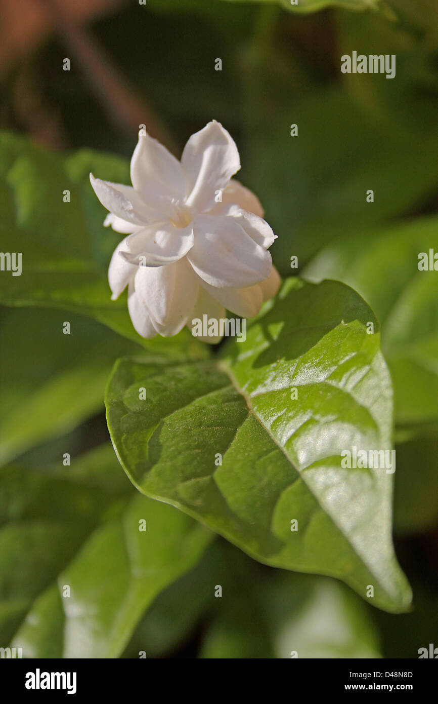 Fleur de Jasmin d'Arabie, Maid of Orleans, Jasminum sambac var., Inde Banque D'Images