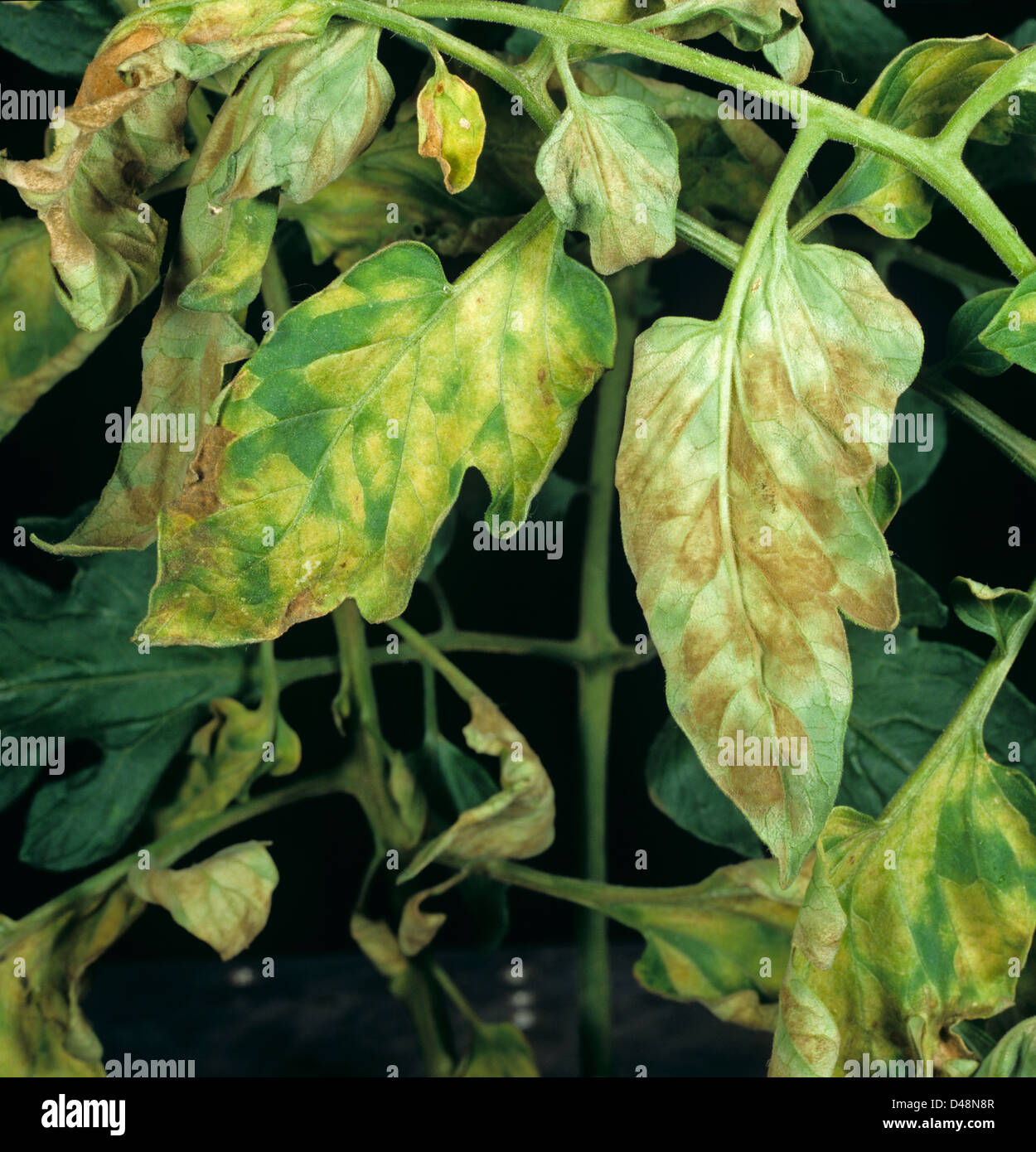 Les symptômes foliaires supérieure et inférieure du moule de feuille de tomate, Fulvia fulva, sur culture de tomate Banque D'Images