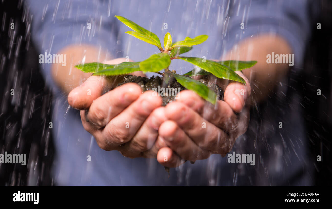 Hands holding Seedling in the rain Banque D'Images