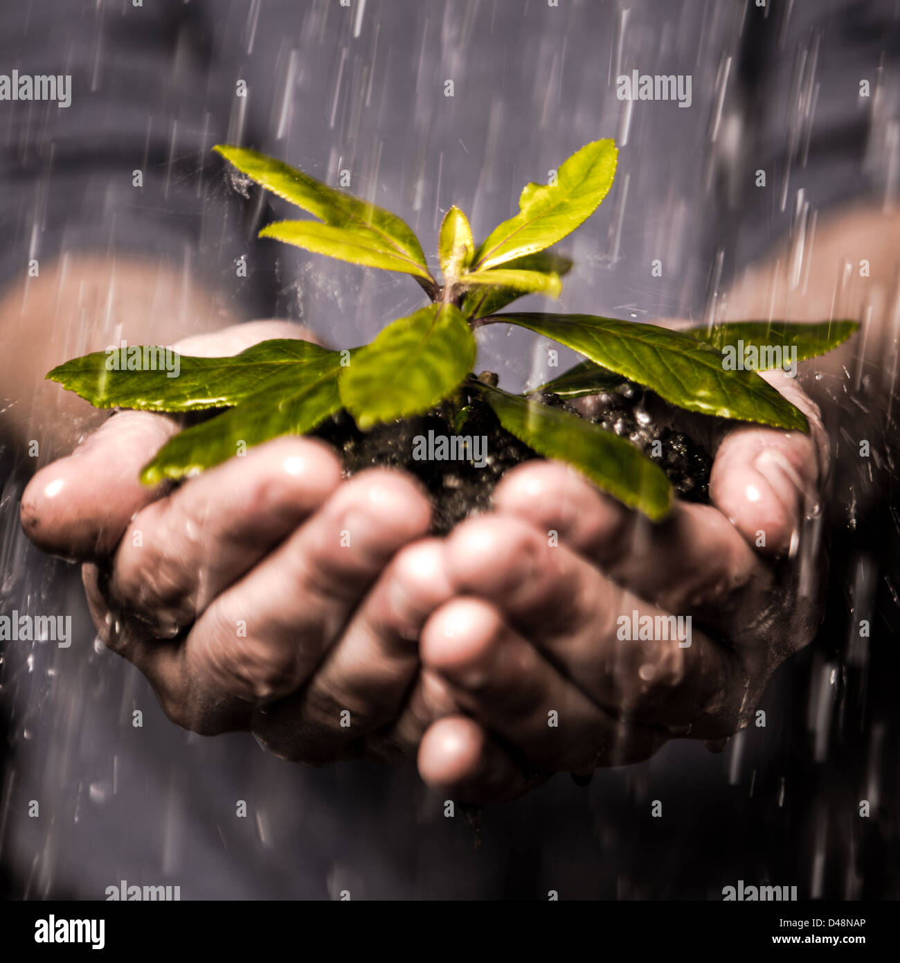 Close up of hands holding Seedling in the rain Banque D'Images