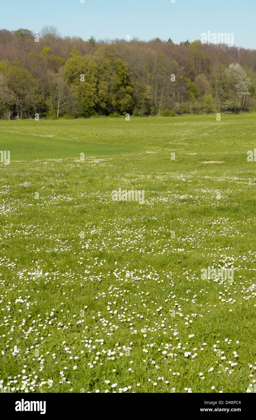 Bord de la forêt et une prairie pleine de fleurs au printemps Banque D'Images