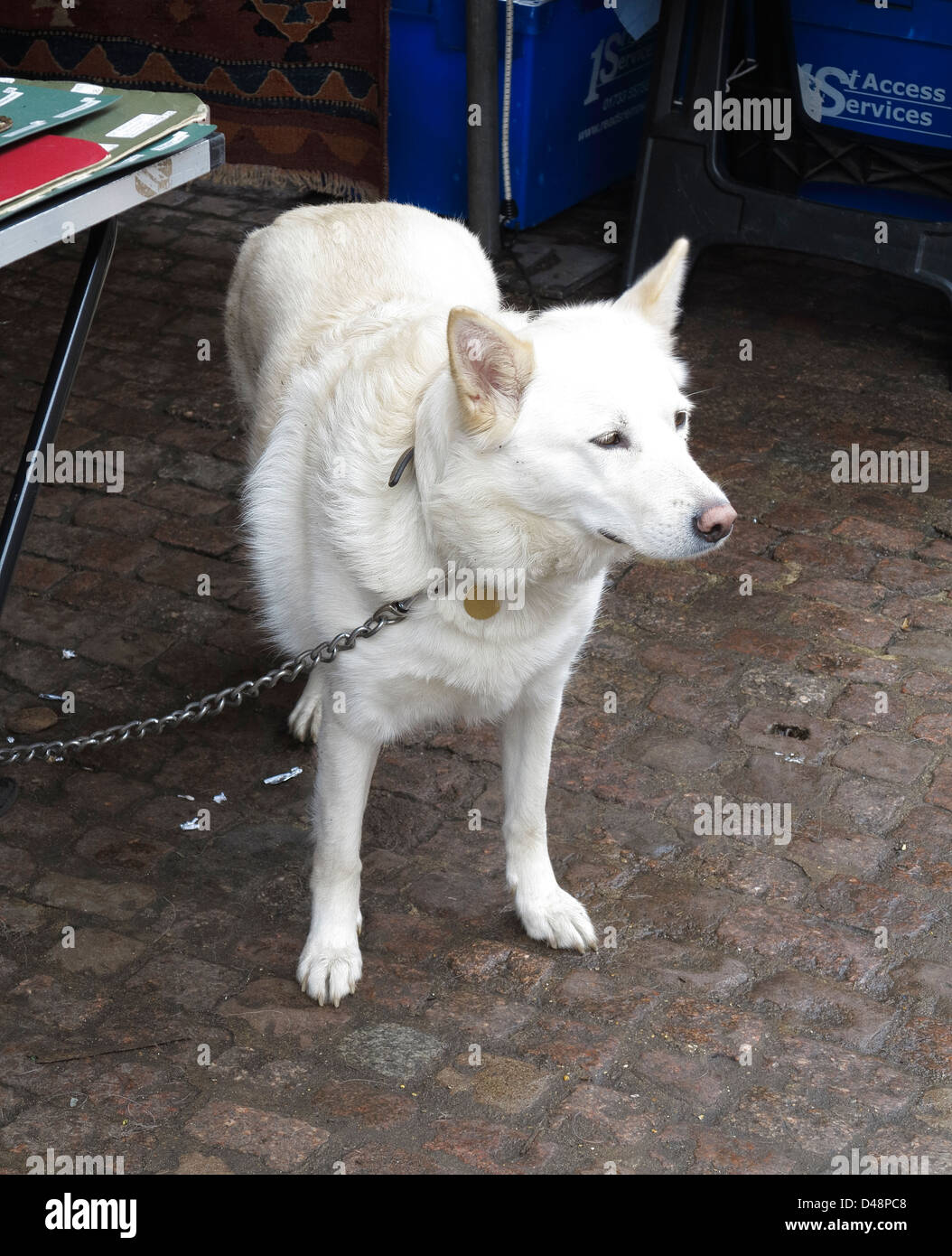 Chien blanc Banque D'Images