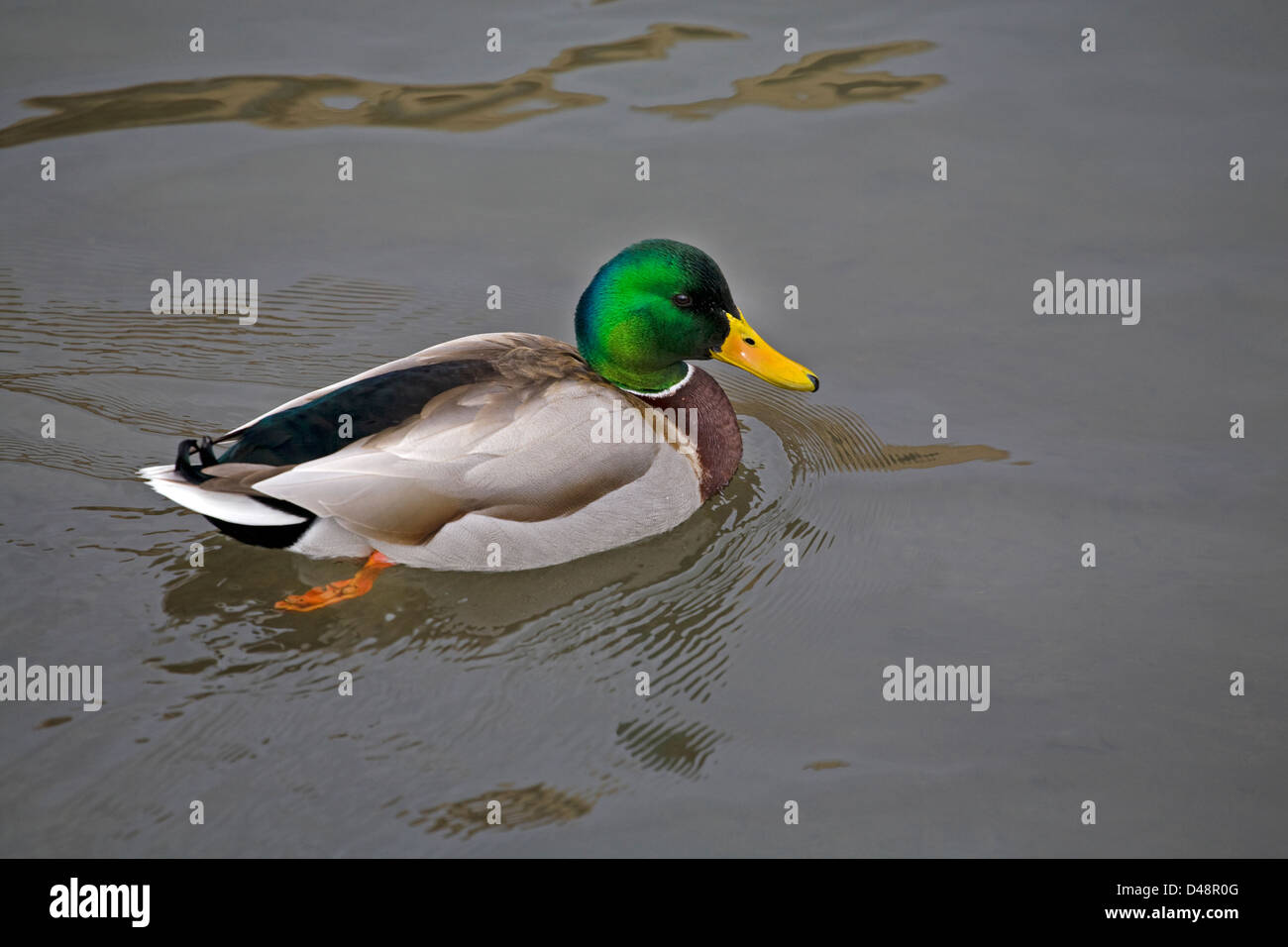 Un canard colvert mâle, ou drake, dans la voie migratoire du Pacifique. Banque D'Images