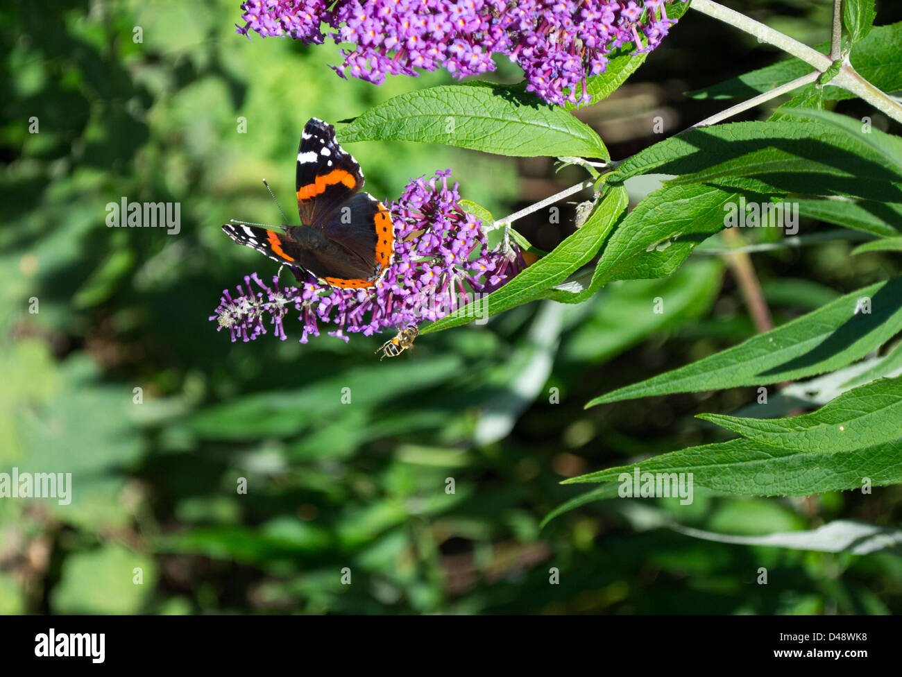 Papillon amiral rouge Banque D'Images
