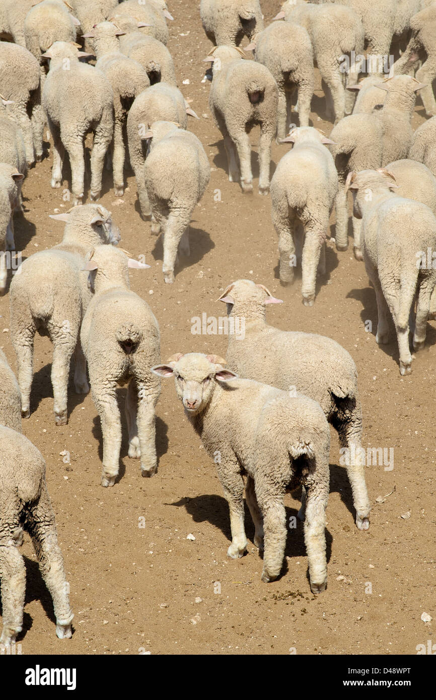 La plupart des moutons (brebis) prêt à l'enchère à un marché de bétail, San Angelo, Texas, US West Banque D'Images