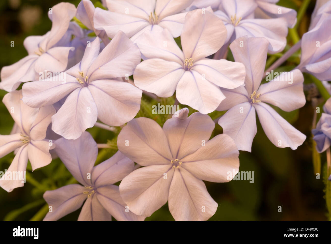Sky flower Plumbago auriculata, Rosaceae, l'Afrique, Banque D'Images Sky flower Plumbago auriculata, Rosaceae, l'Afrique, Banque D'Images