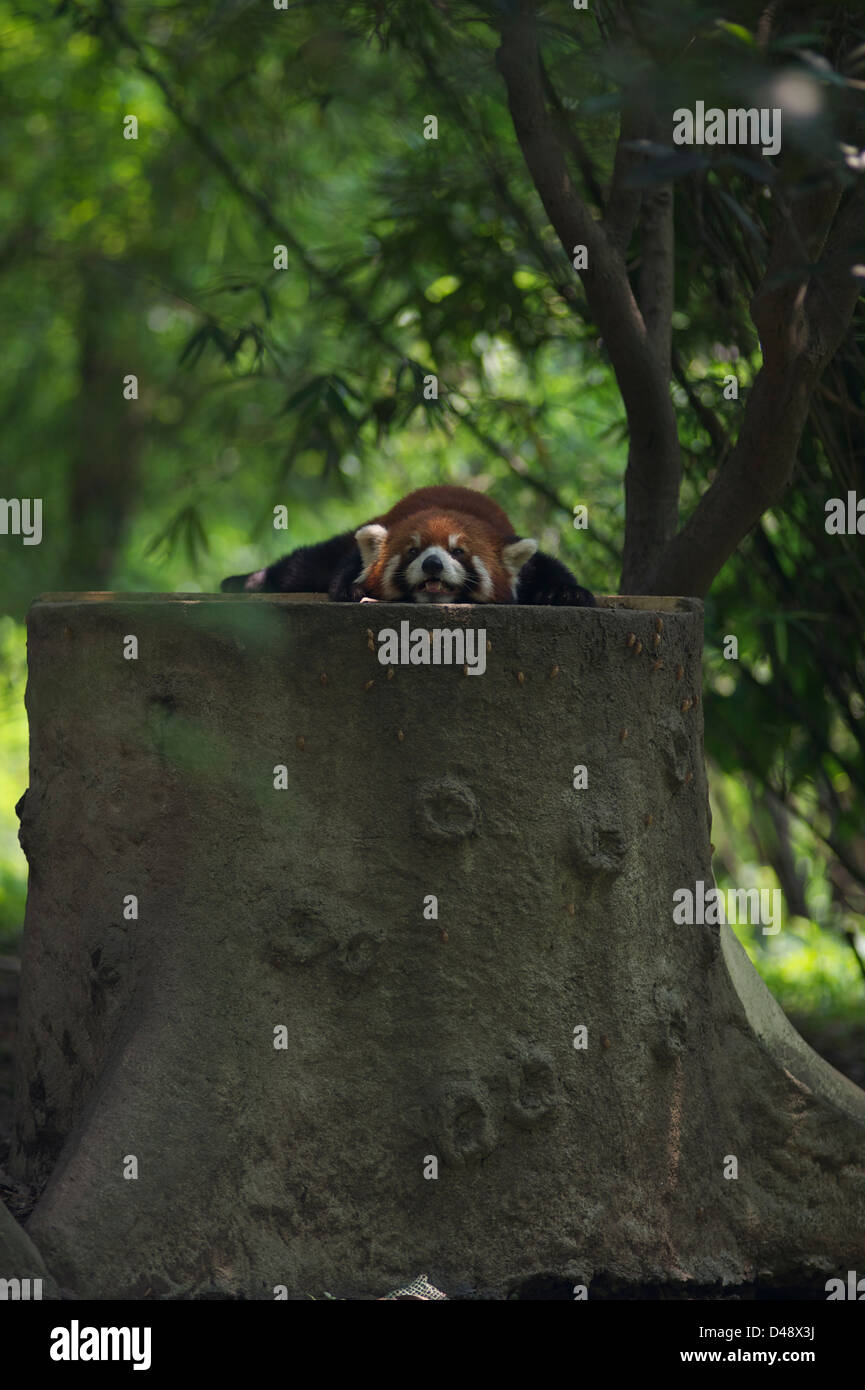 Le panda rouge à l'abreeding pand et centre de recherche Banque D'Images