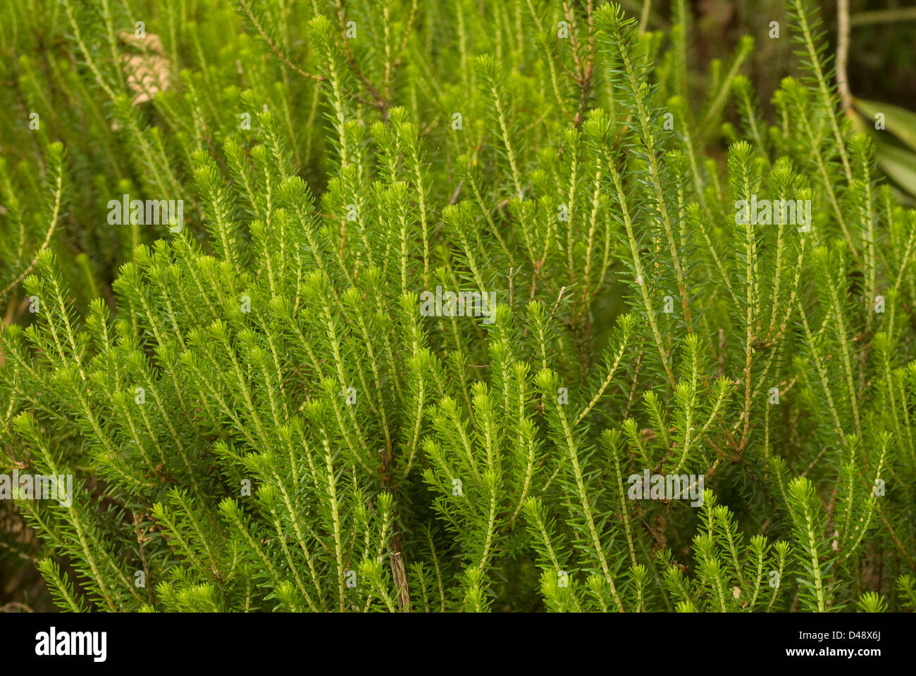 Heather Bell, ou heather-bell Erica cinerea, Ericaceeae Banque D'Images