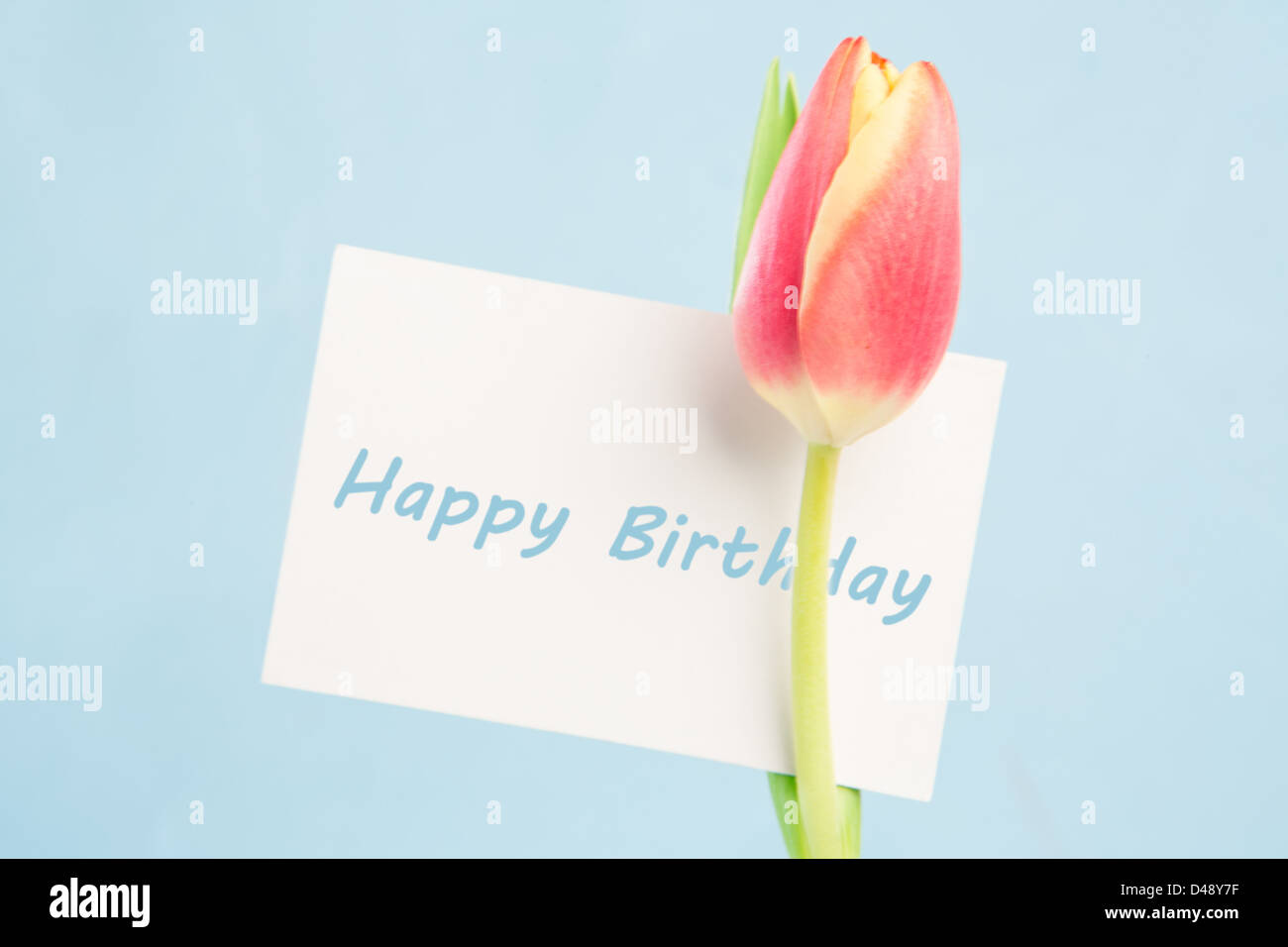 Une belle tulip avec une carte d'anniversaire heureux Banque D'Images