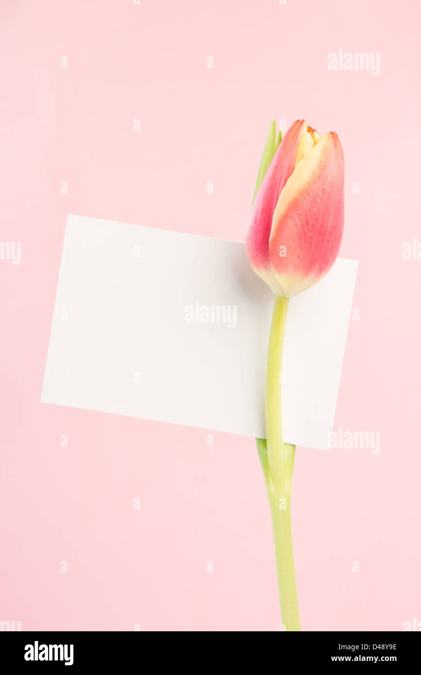 Une tulipe avec une carte vide Banque D'Images