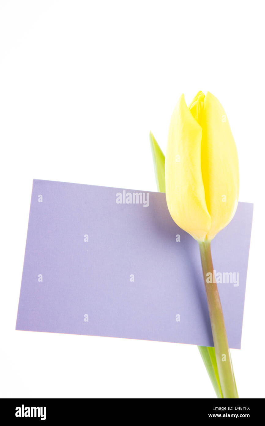 Tulipe jaune avec une carte vide et mauve sur un fond blanc Banque D'Images