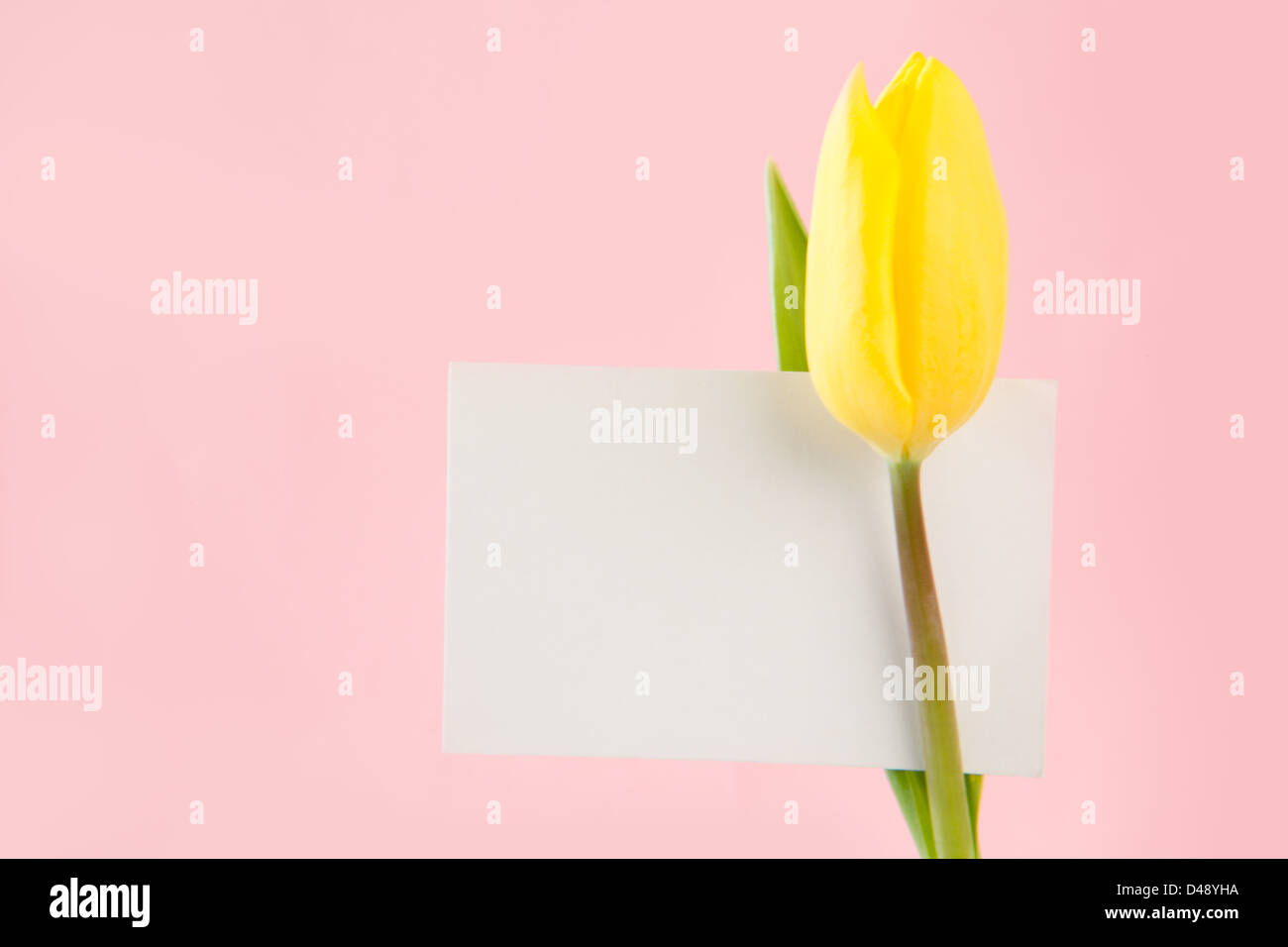 Tulipe jaune avec une carte vide Banque D'Images