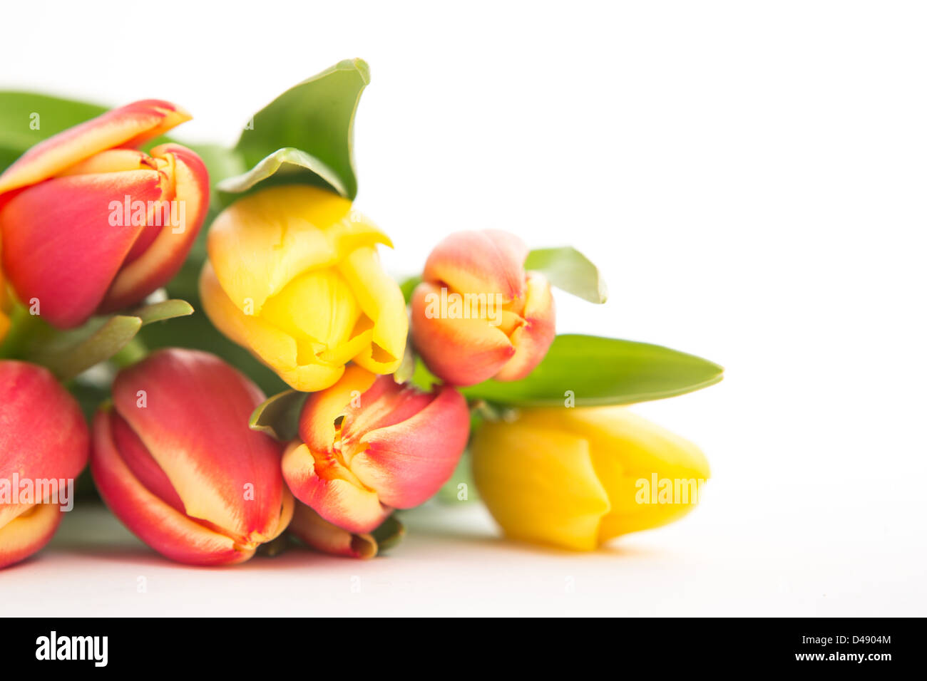 Close up d'un beau bouquet de tulipes sur fond blanc Banque D'Images