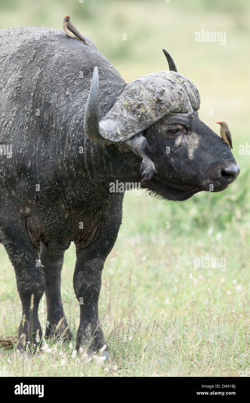 Un buffle (Syncerus caffer) avec deux Redbilled Oxpecker (Buphagus Erythrorhynchus) lui toilettage Banque D'Images