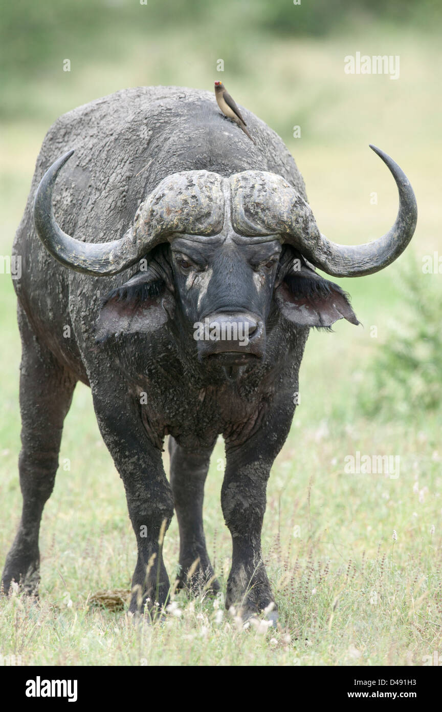 Buffle (Syncerus caffer) Comité permanent sur la tête avec un Redbilled Oxpecker (Buphagus Erythrorhynchus) sur le dos Banque D'Images