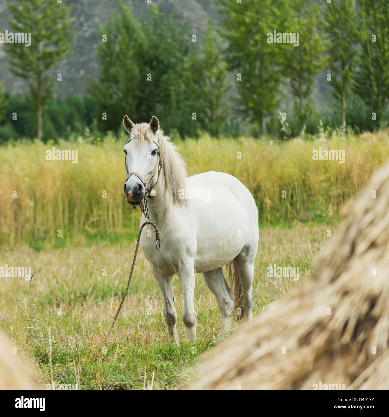 Cheval blanc dans un champ;Lhasa xizang china Banque D'Images