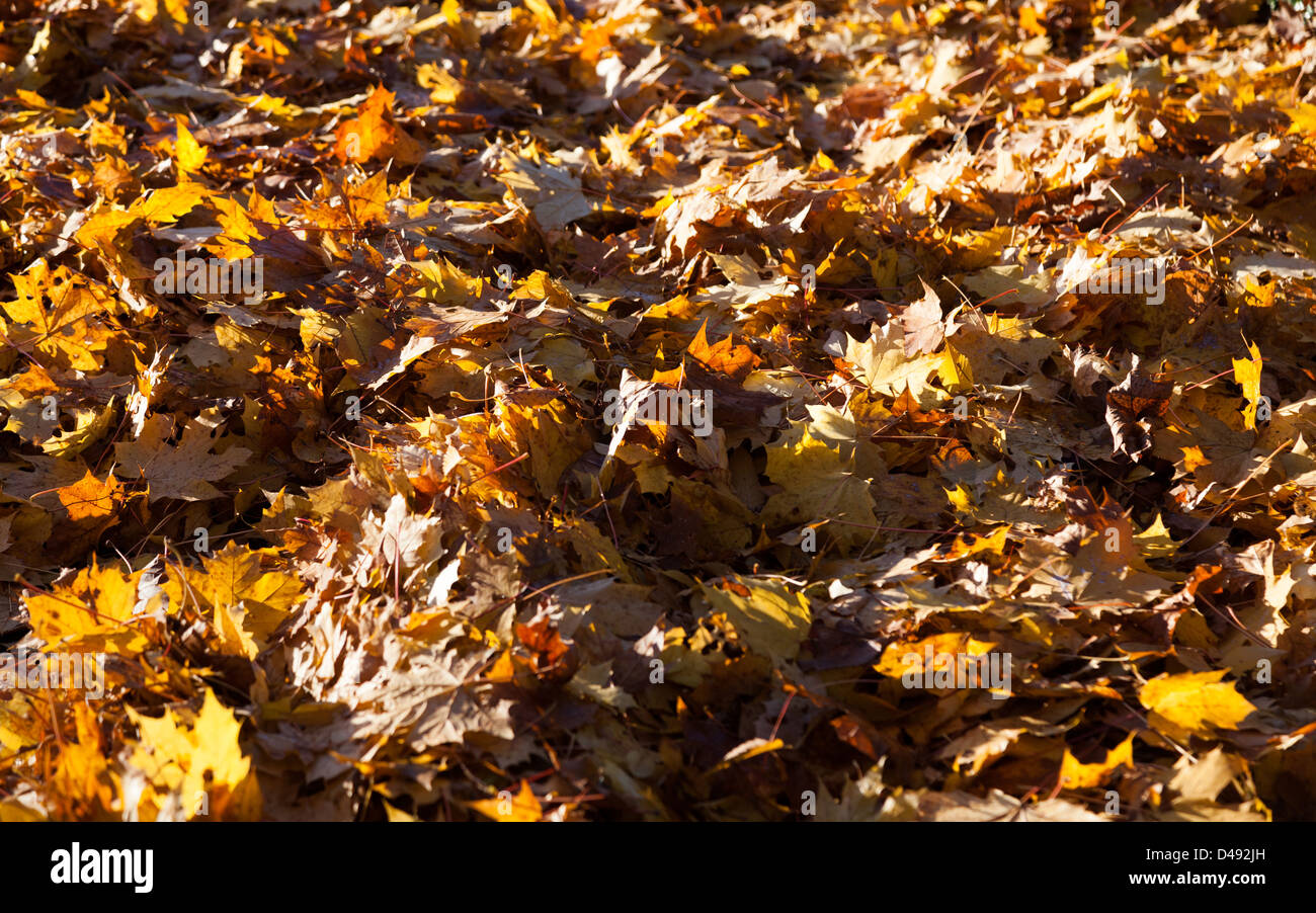 Jaune feuilles d'érable, les feuilles d'automne pour le fond Banque D'Images