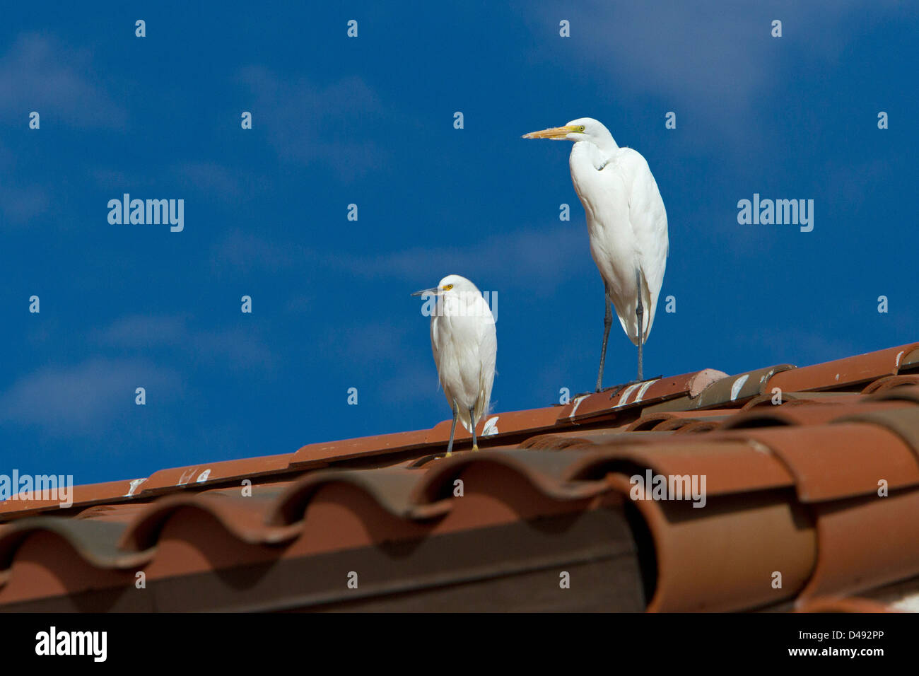 Grande Aigrette (Ardea alba) & Aigrette neigeuse (Egretta thula) perché sur un toit à Rancho Mirage, Californie, USA en Janvier Banque D'Images