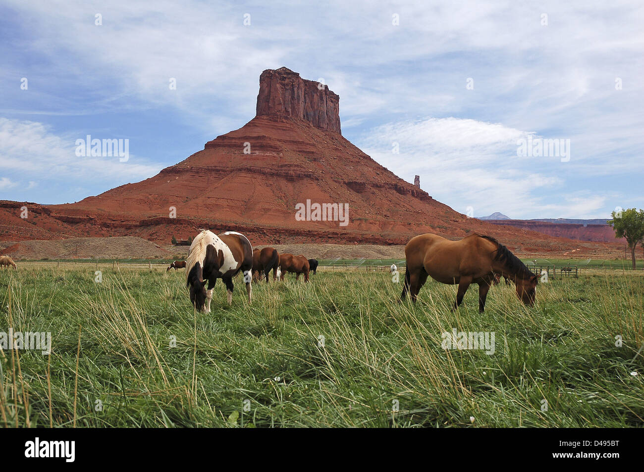 Chevaux dans Sorrento River Ranch sur Scenic Byway US128 près de Moab, Utah, United States Banque D'Images