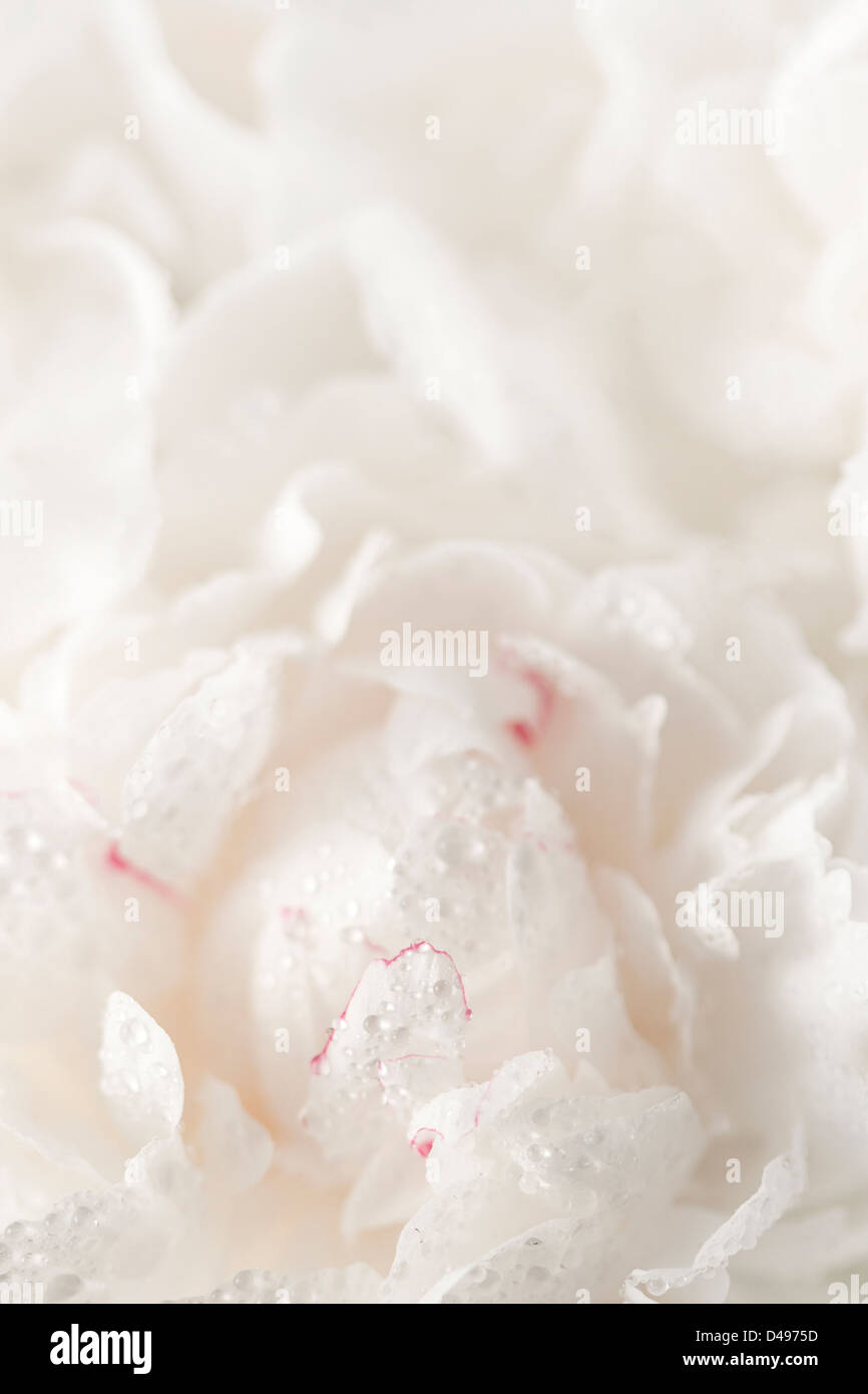 Abstract pivoine blanche fleur Banque D'Images
