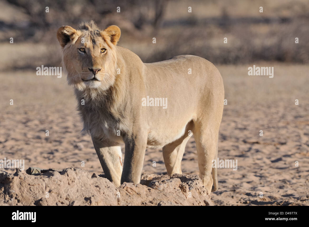 Lion, Panthera leo, debout à Waterhole, Kgalagadi Transfrontier Park, Northern Cape, Afrique du Sud, l'Afrique Banque D'Images