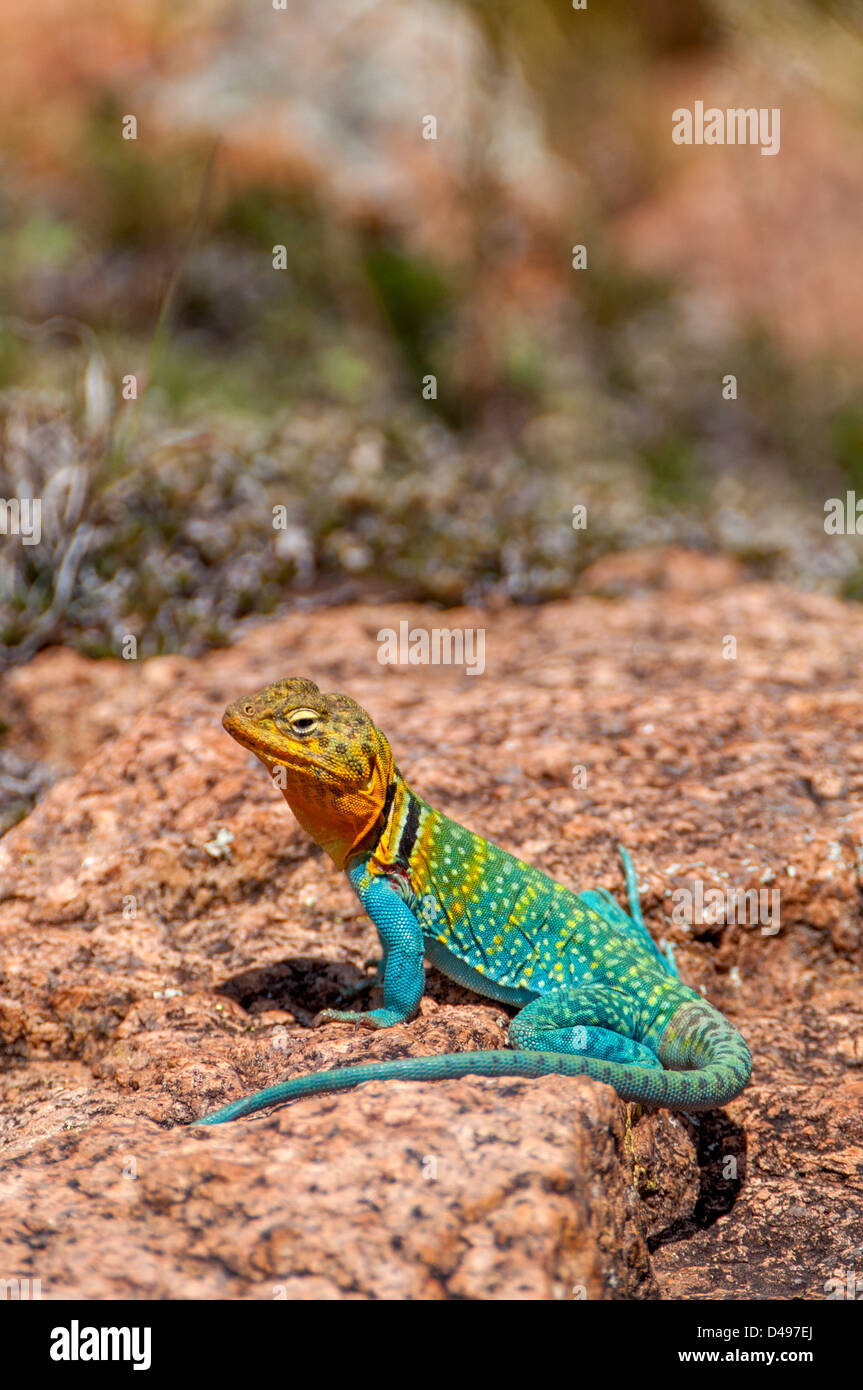 A l'Est de l'homme lézard coloré collard à bronzer sur le granit Banque D'Images